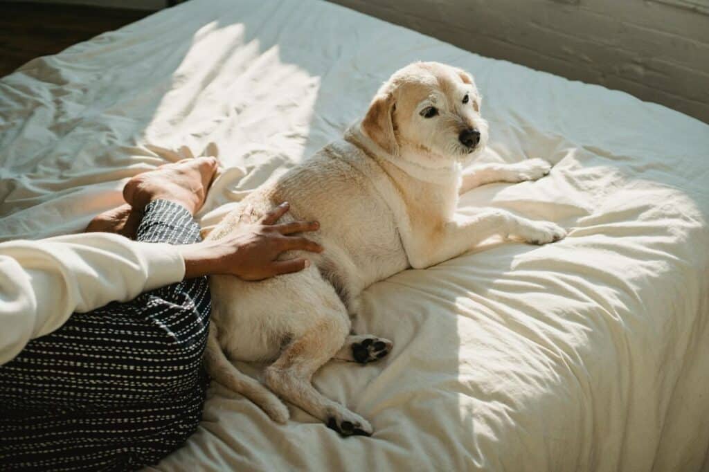 Masaje para perros, cómo hacerlo