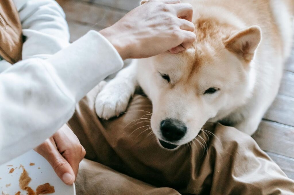 Masajes en la cabeza para perros