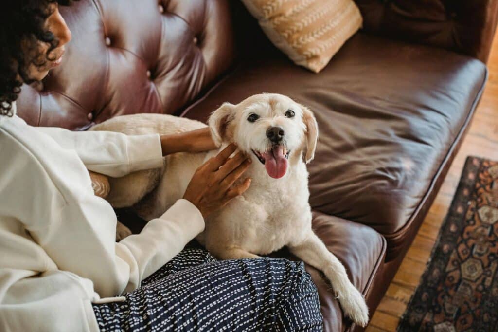 Perro feliz mientras recibe un masaje de su dueña