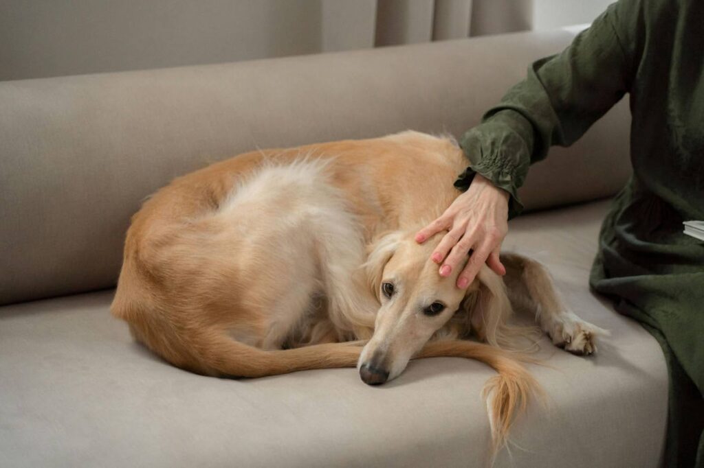 Perro acurrucado recibiendo caricias