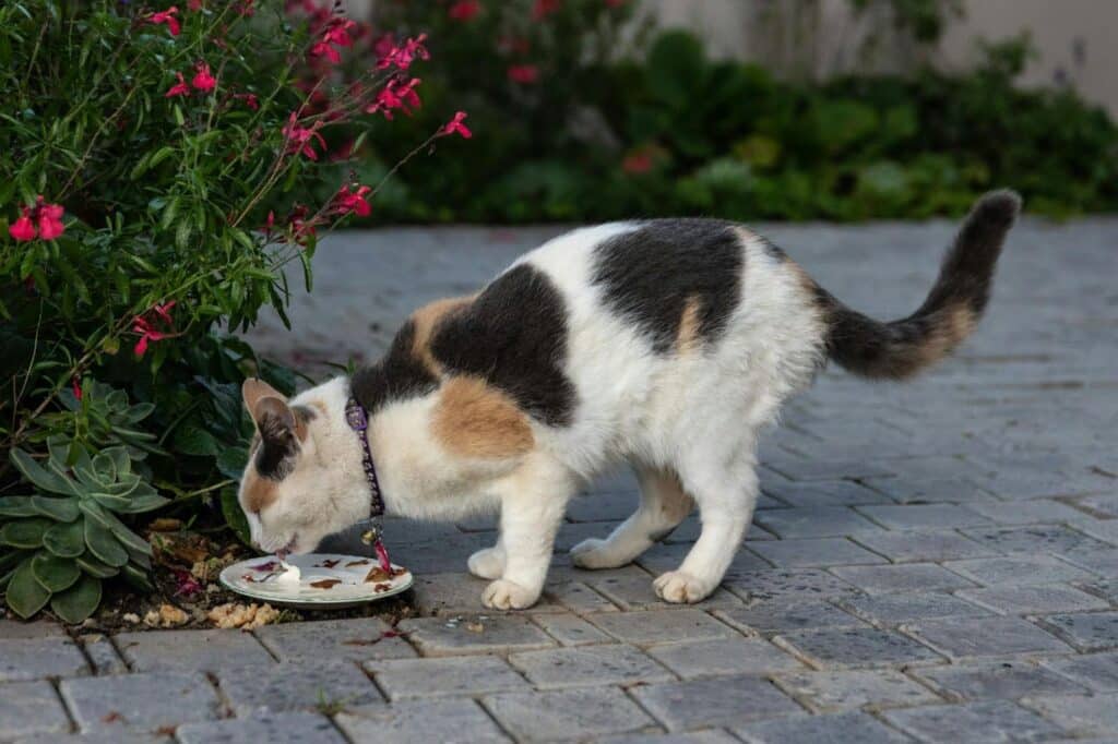 Ajustes nutricionales para gatos mayores