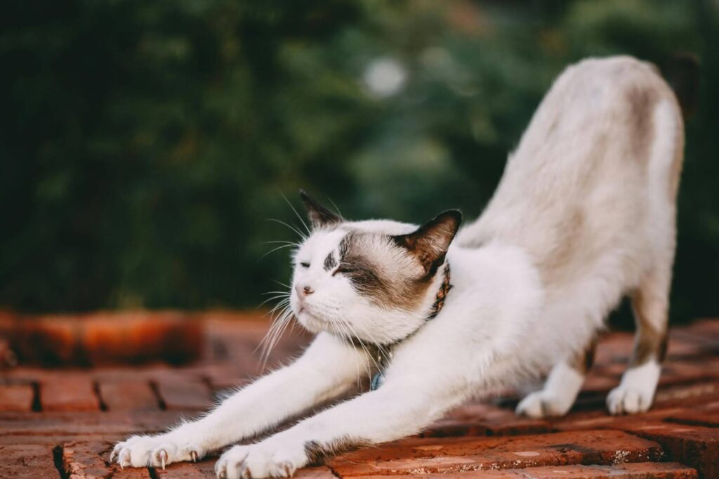 Gato mayor estirando sus patas
