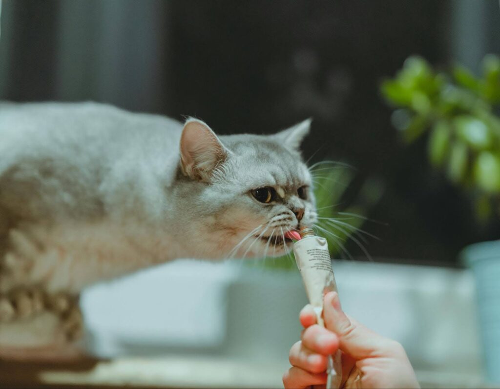 Gato tomando suplementos nutricionales