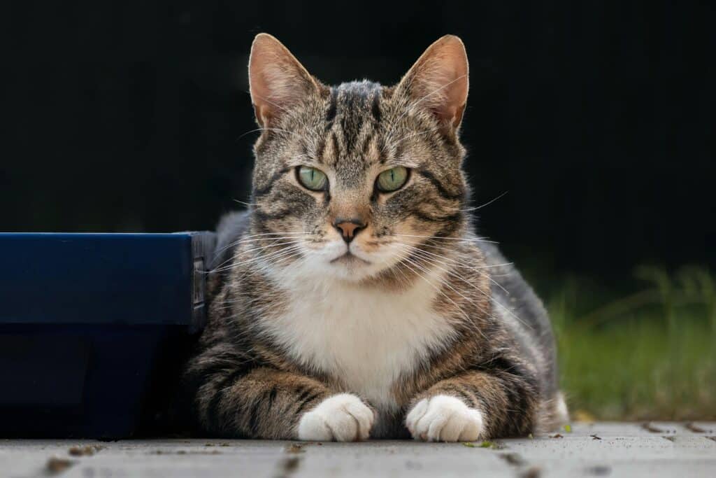 Gato gris tumbado en el suelo