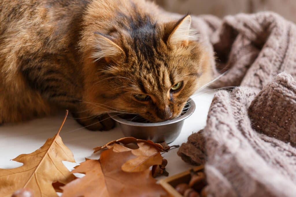 Gato comiendo de un comedero