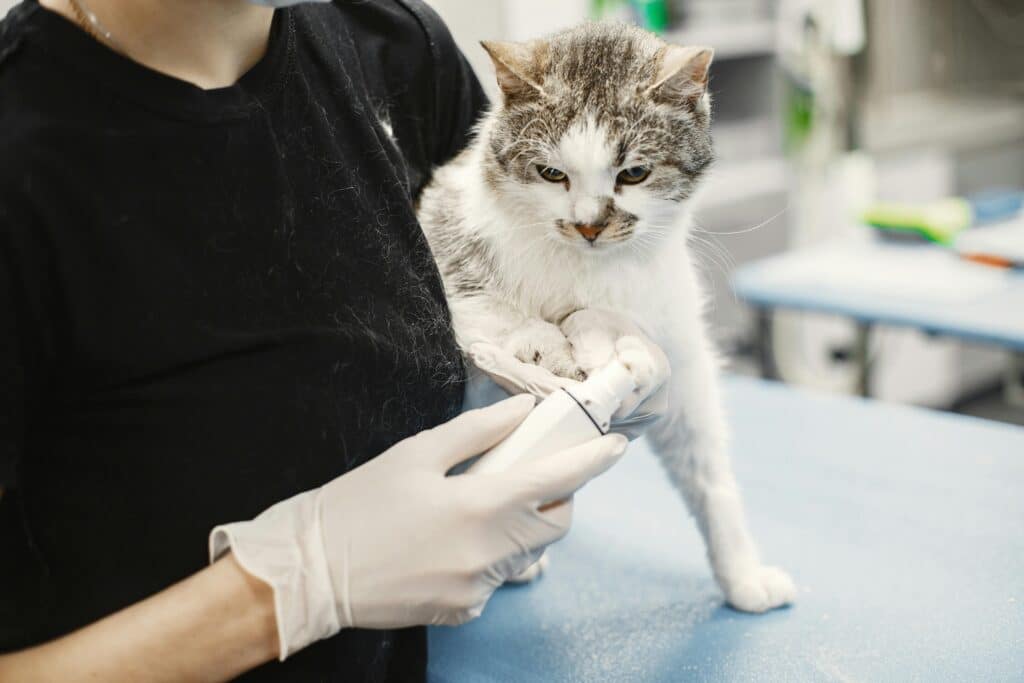 Gato en blanco y gris en el veterinario