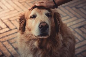 Cuidados para perros con artrosis