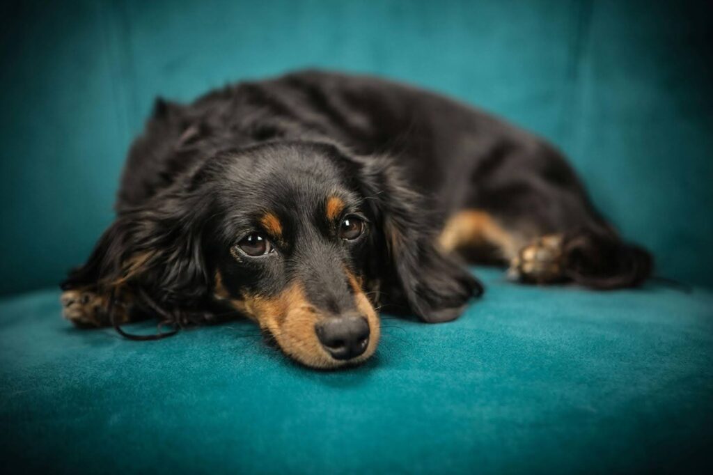 Perro con artritis con dolor tumbado en sofá