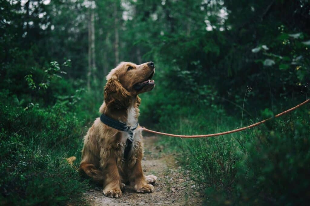 Perro paseando de forma moderada