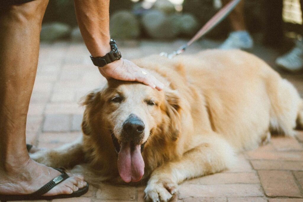 Perro feliz tumbado en el suelo