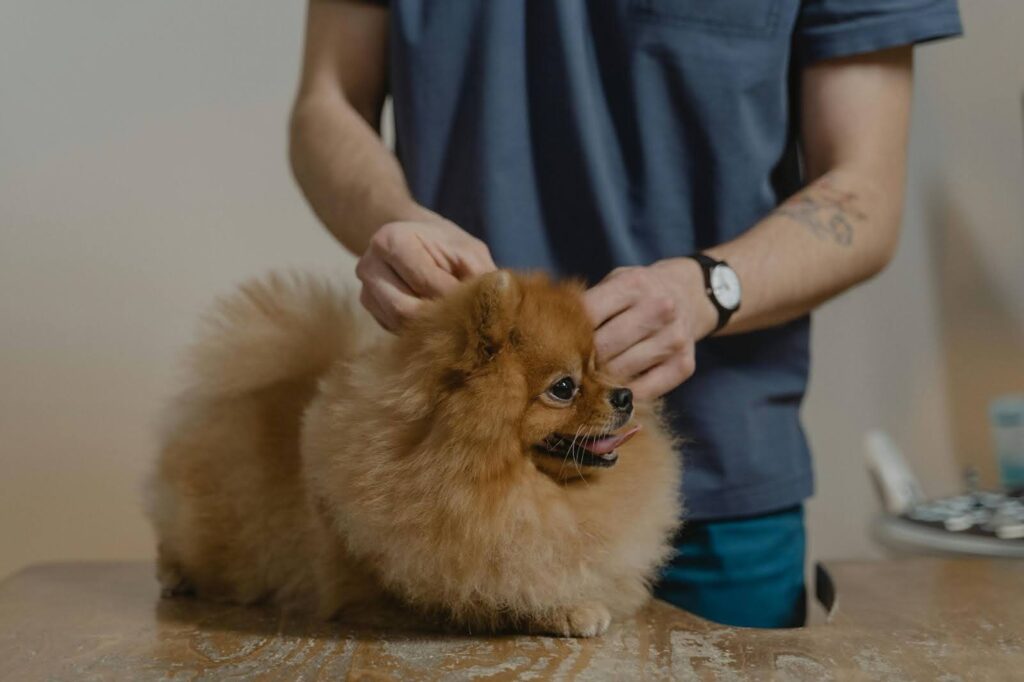 Perros con artritis en el veterinario