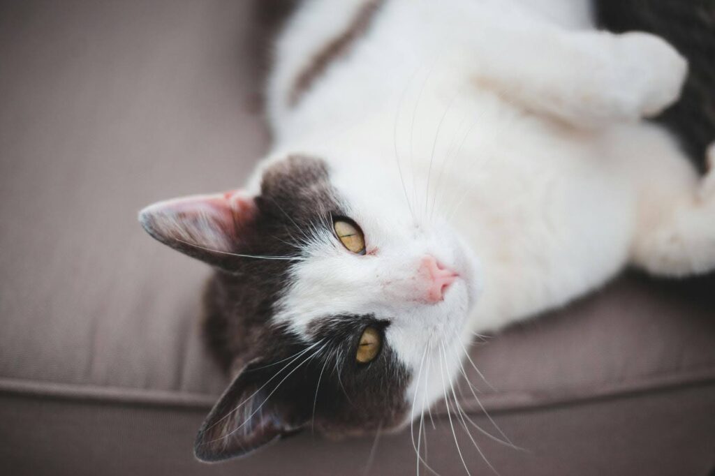 Gato tumbado con un pelaje saludable