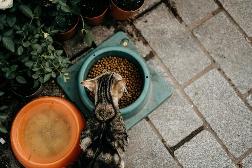 Gato comiendo comida seca