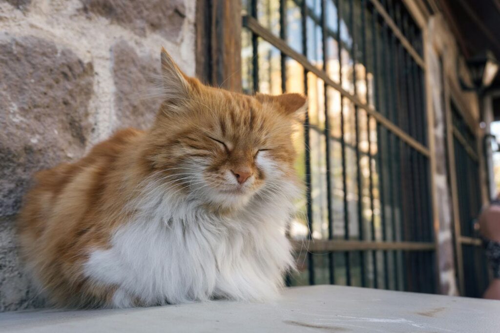 Gato naranja con mucho pelo