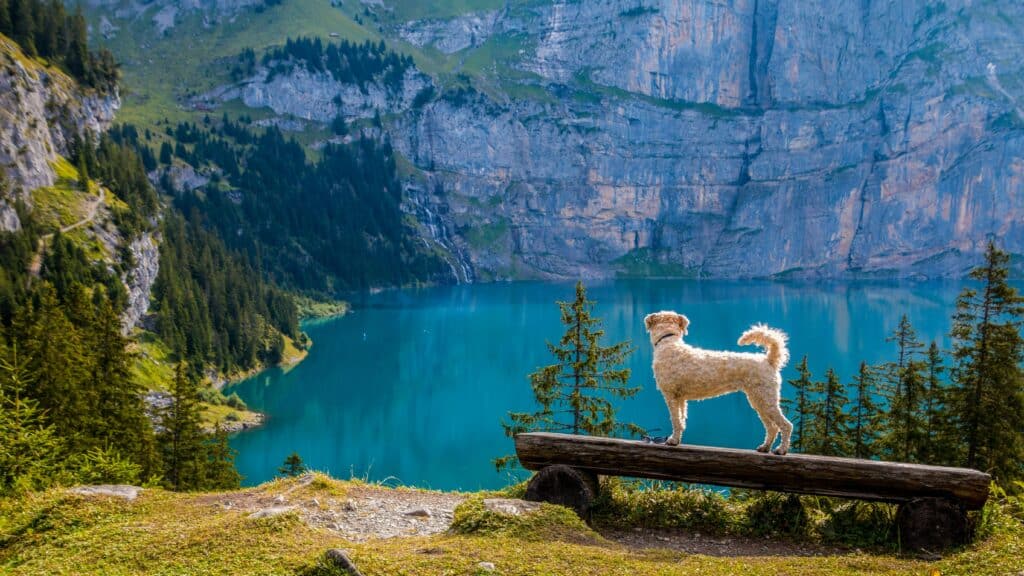 Viajar con perro al aire libre