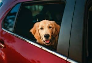 Cómo viajar con perro en coche