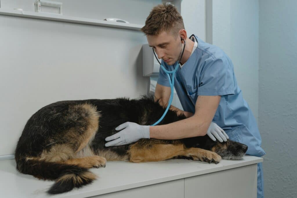 Chequeos veterinarios regulares en perros para prevenir enfermedades