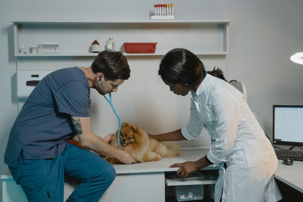 Chequeos veterinarios en perros de distintas razas