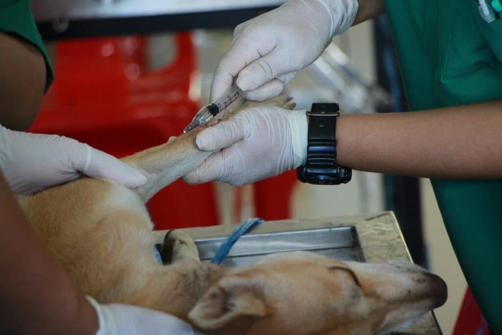 Perro en el veterinario