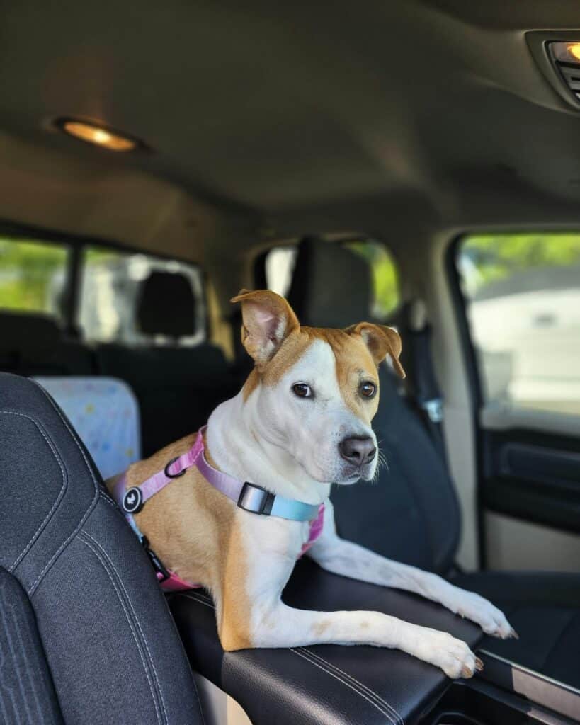 Perro viajando en coche