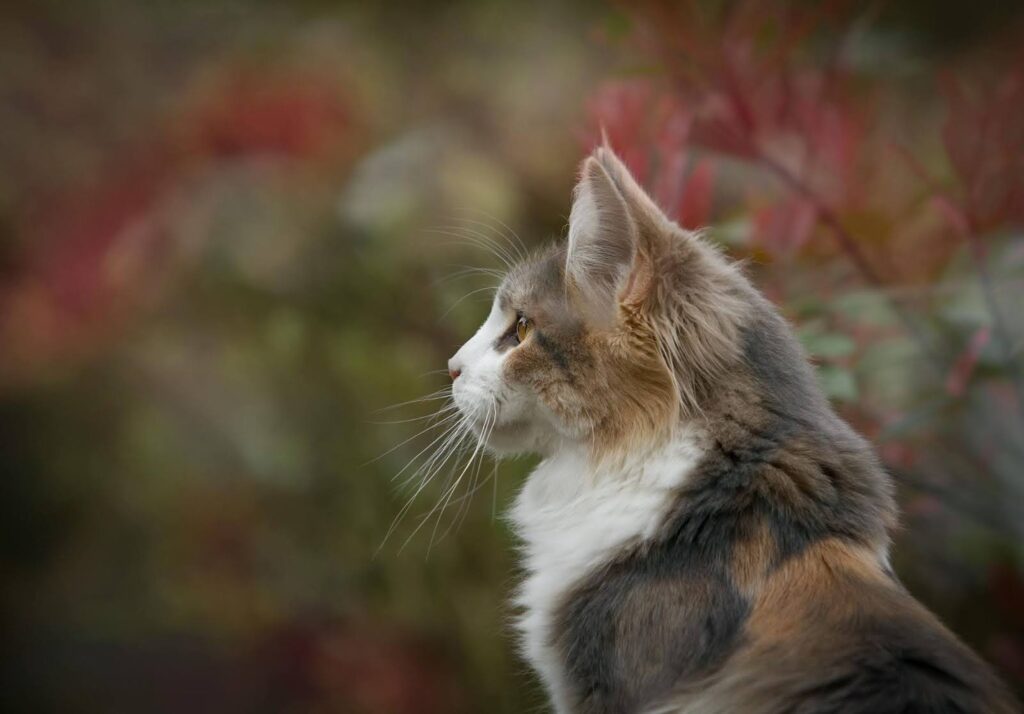 Gato con mucho pelo 