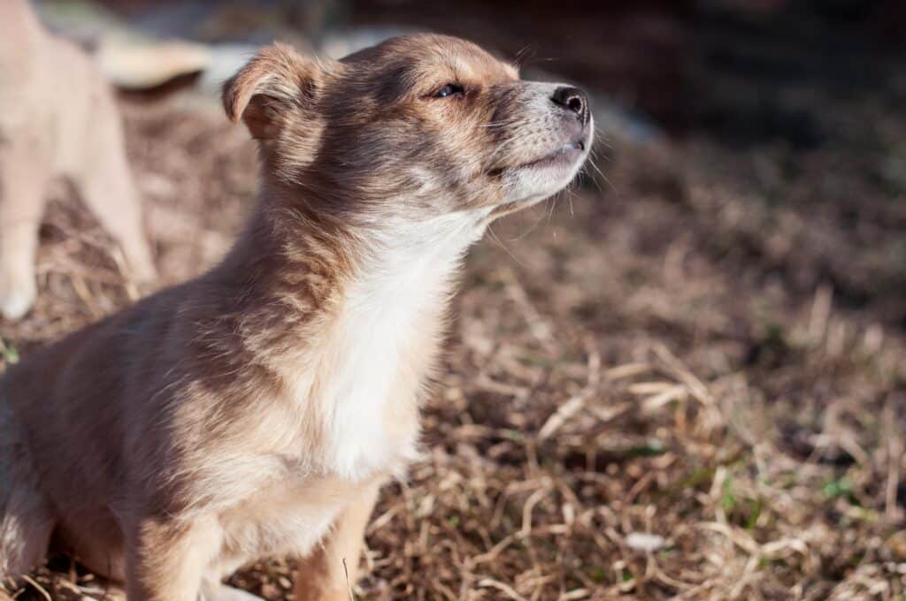 Aromaterapia para perros para su relajación