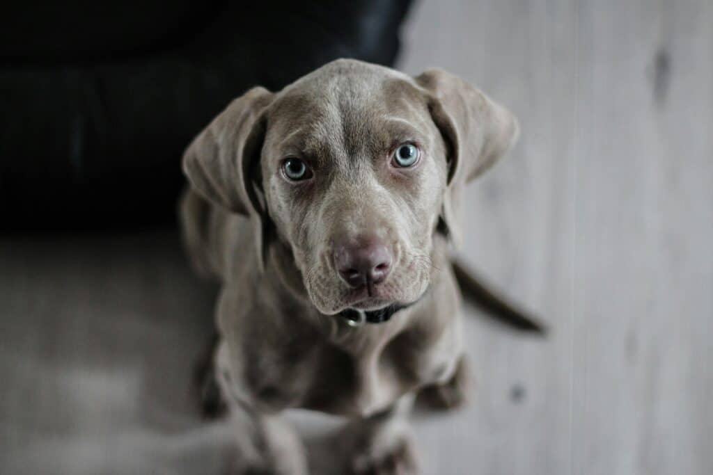 Perro gris con ojos azules