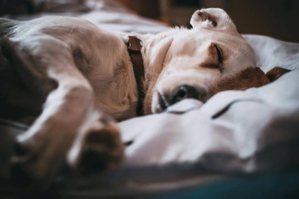 Perro durmiendo tranquilo