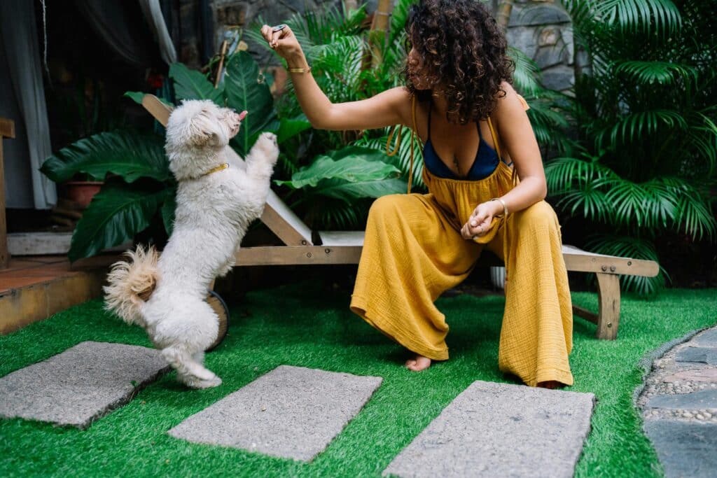 Perro haciendo trucos para estimulación mental