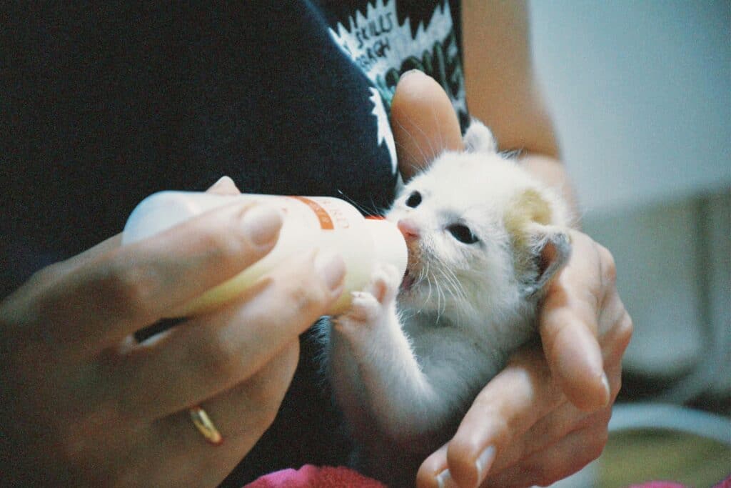 Gato bebé tomando leche