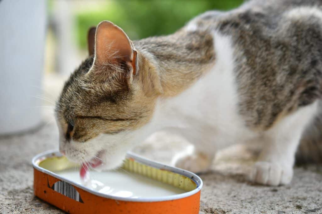 Gato bebiendo leche 