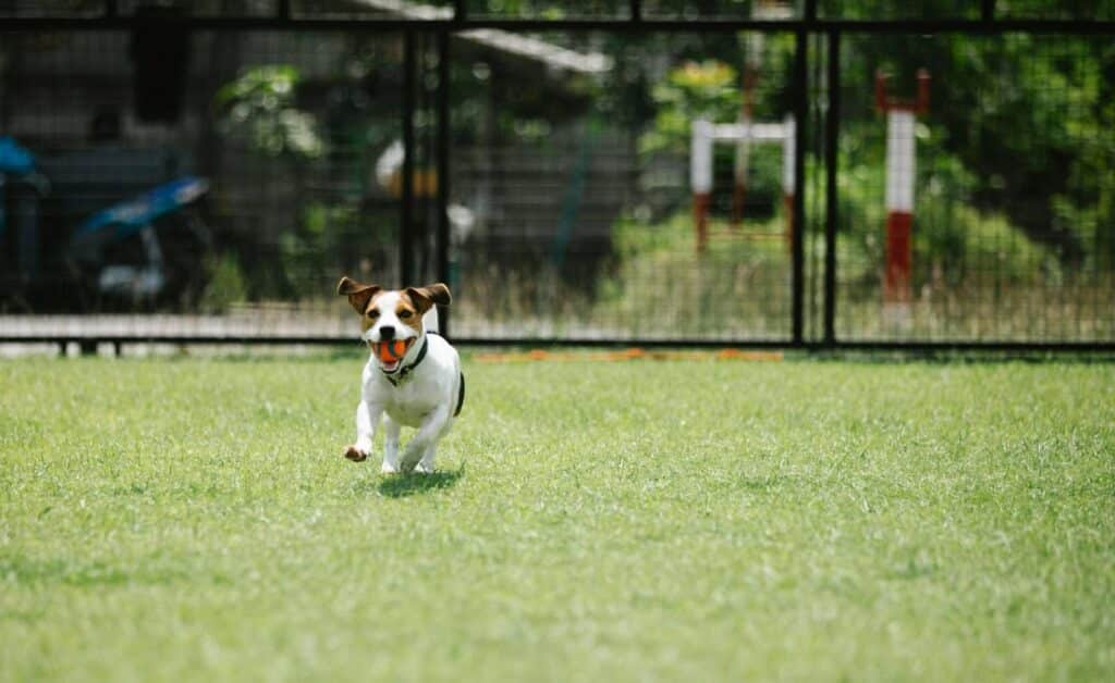 perro-corriendo-pelota