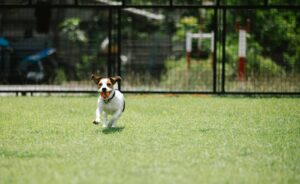 perro-corriendo-pelota